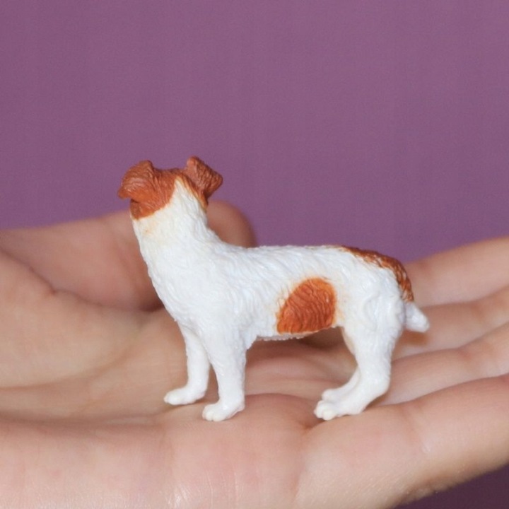 Собака JACK RUSSELL тер'єр — фото 4