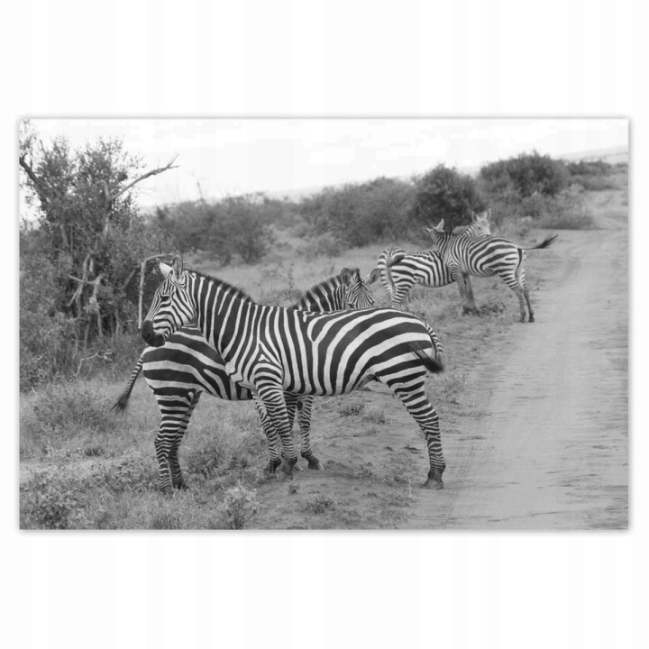 Plakáty 185x125 Zebra