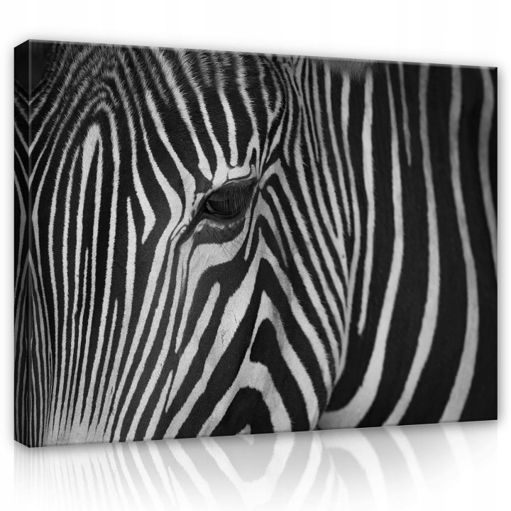 Obraz 100x75 Zebra pruhy černobílé kontrast divoká příroda zvířata
