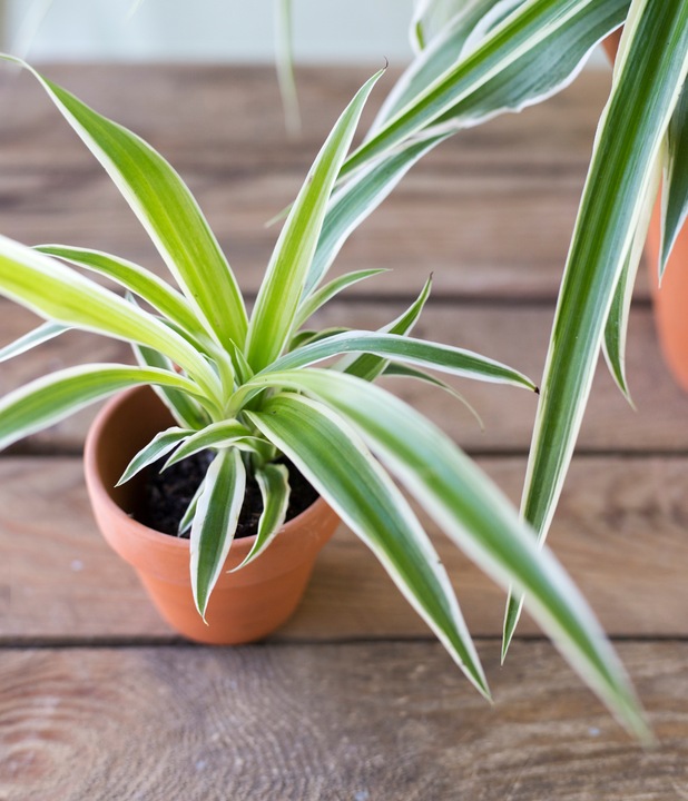 Chlorophytum Starlight