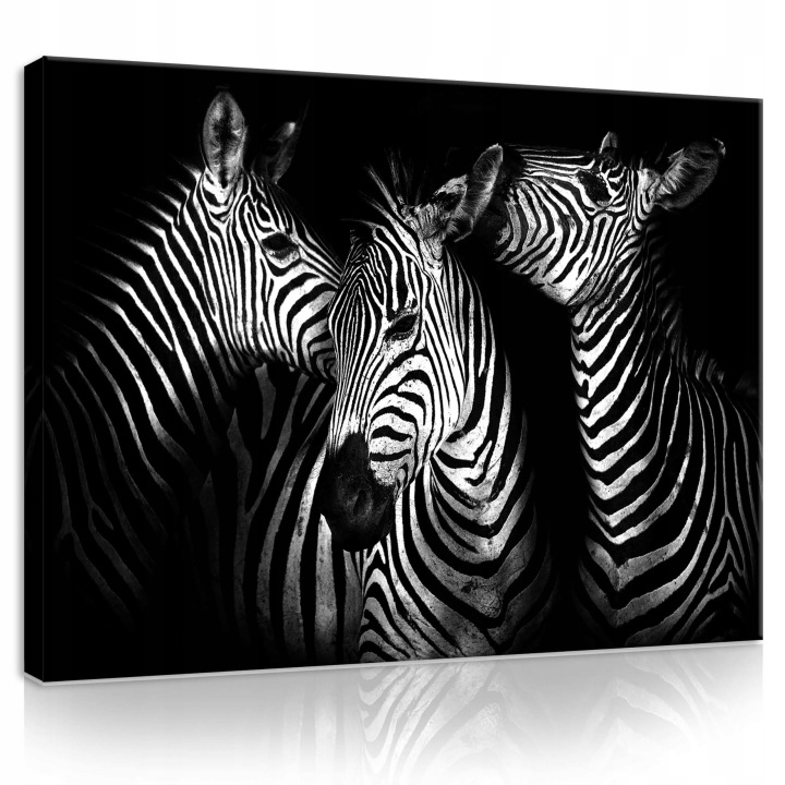 Obraz 100x75 Zebra černobílý portrét divoká příroda pruhy kontrast