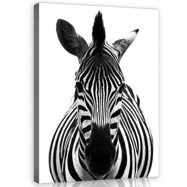 Obraz 75x100 Zebra černobílé zvíře Afrika pruhy portrét divoká příroda