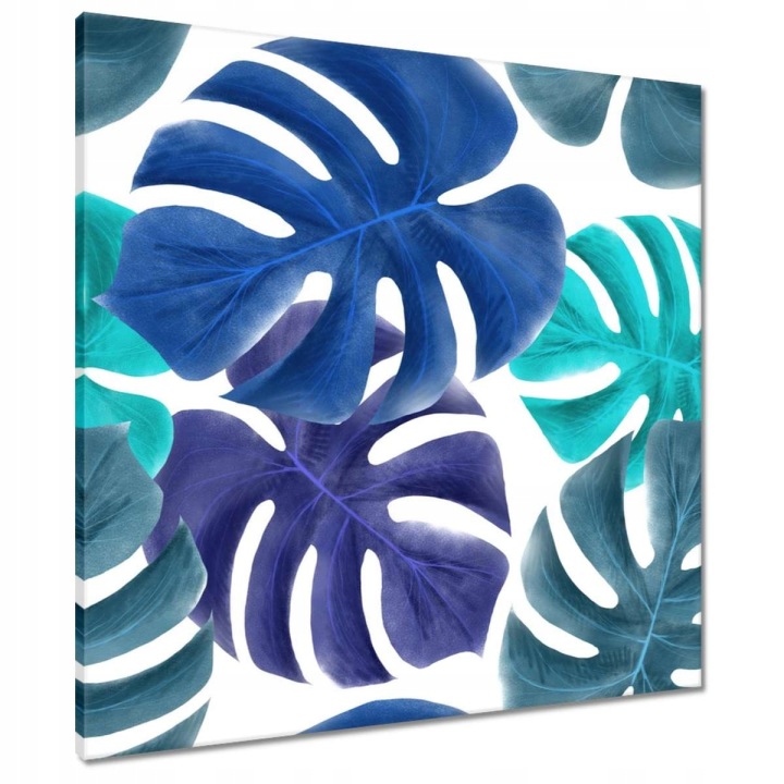 Obrazy 70x70 Monstera Listy Modrá