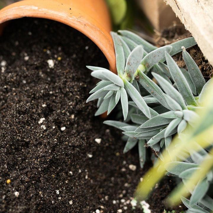 Земля для рассады цветов. Перлит купить рецепты дедушки никиты. Смесь субстрата. Дренаж керамзит перлит. Смесь грунта для суккулентов.