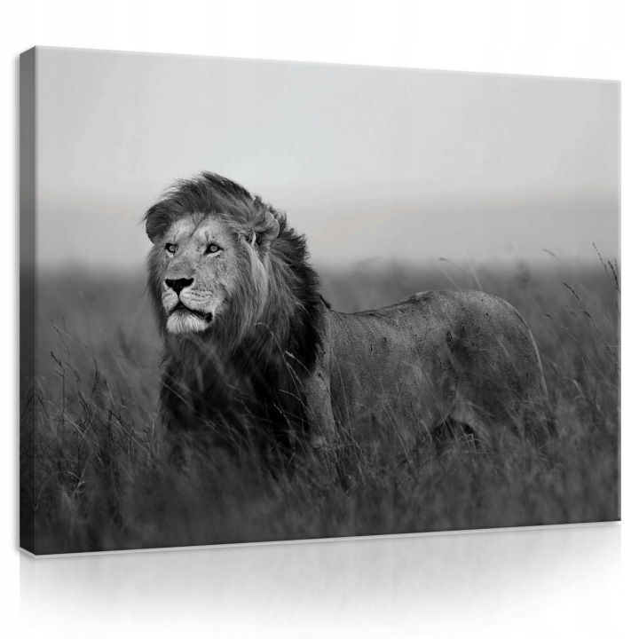 Obraz 100x75 Lev černobílý divoká příroda savana majestát klid síla