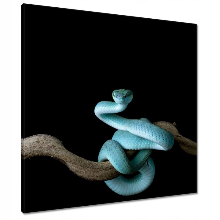 Obrazy 70x70 Modrý viper snake