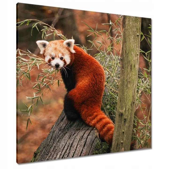 Obrazy 70x70 Pandka rudá panda malá panda červená menší