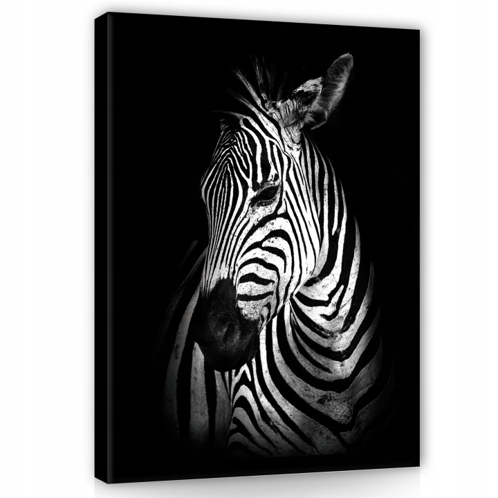 Obraz 75x100 Zebra černobílý portrét divoká příroda pruhy zvíře příroda