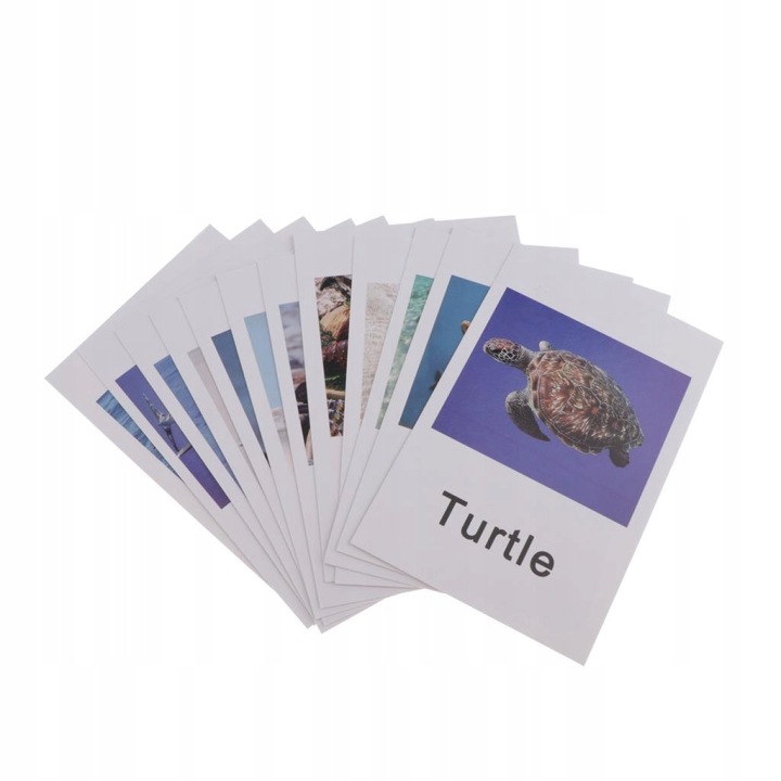 Модель Card Домашнє навчання Group of Animals Science Naming Card Організм морський — фото 3