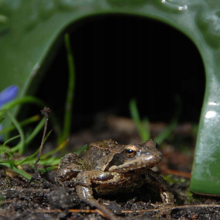 DOMEK DOM DLA ŻABY ŻAB ROPUCHY zielony solidny Schronienie ozdoba ogrodu Producent Esschert Design