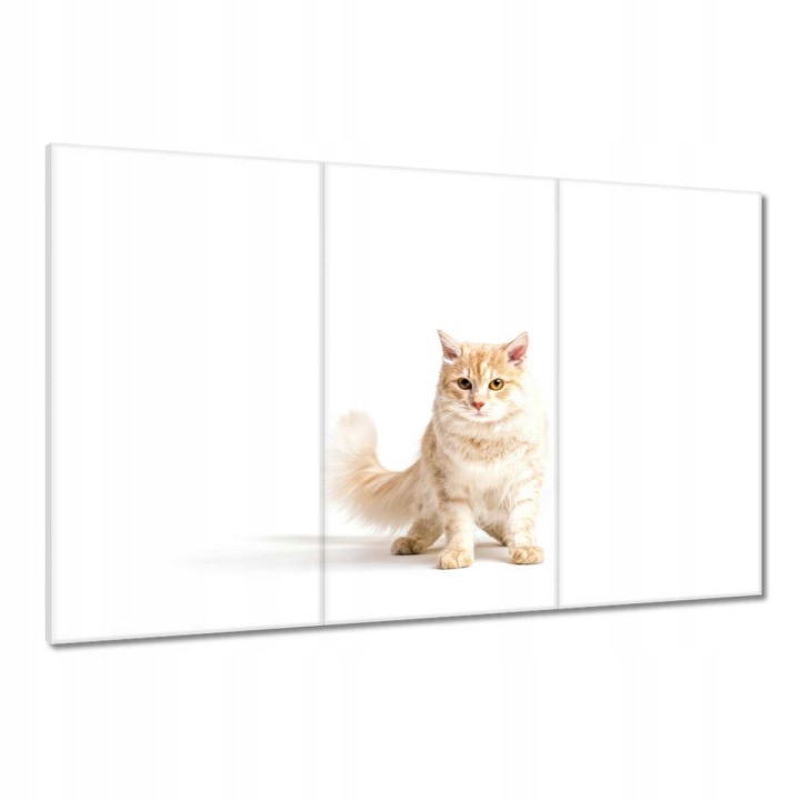 Obrazy 120x80 Kočička Kočky Kicia