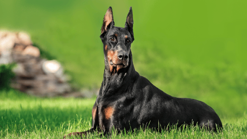 Как выглядит доберман собака фото Doberman Razas de perros, Pinscher de doberman, Perro doberman pinscher