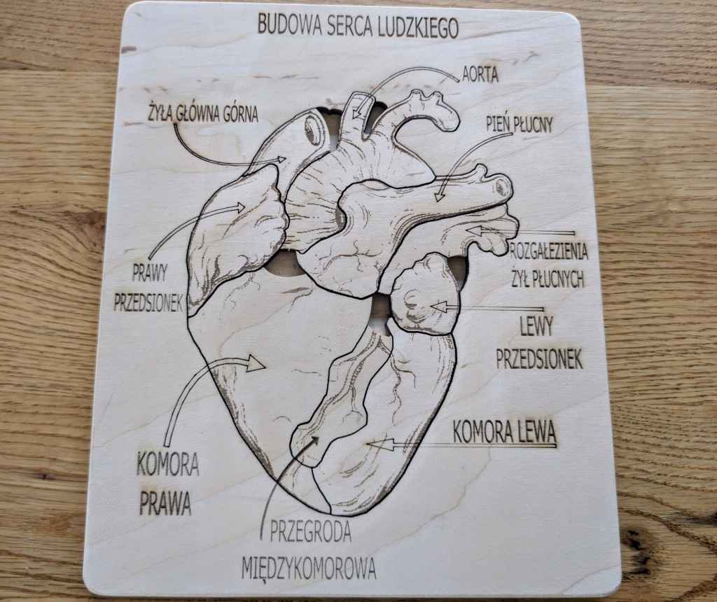 Budowa serca – anatomia człowieka