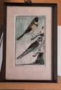 Zdjęcie oferty: Akwarela PTAKI Tkacz i Wróbel leśny XVIII/XIX wiek Unikat