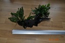 Zdjęcie oferty: Microsorium Sp. Thor Hammer i Microsirium Pteropus i Latifolia na korzeniu