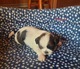 Zdjęcie oferty: Szczeniaki Shih tzu