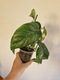 Zdjęcie oferty: EPIPREMNUM PINNATUM VARIEGATA, roślina kolekcjonerska