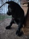 Zdjęcie oferty: Szczeniak, owczarek niemiecki użytkowy, krótkowłosy, cały czarny, ZHPR