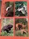 Zdjęcie oferty: D4719-D4730. POCZTÓWKI - „TAJEMNICE PUSZCZY - Fauna” - 12 szt. 