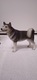 Zdjęcie oferty: FIGURKA PSA HUSKY LEONARDO COLLECTION LESSER &PAVEY 