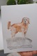 Zdjęcie oferty: Akwarela A5 "Golden Retriver" malowana ręcznie, pies, rasa, rudy