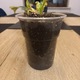 Zdjęcie oferty: Philodendron Caramel Marble Variegata cała roślina 
