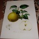 Zdjęcie oferty: Owoce   reprint XIX w. grafik do aranżacji wnętrza