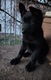 Zdjęcie oferty: Szczeniak, owczarek niemiecki użytkowy, krótkowłosy, cały czarny, ZHPR