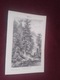Zdjęcie oferty: Drzewa  oryginalna XIX w. grafika do aranżacji