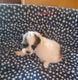 Zdjęcie oferty: Szczeniaki Shih tzu