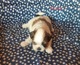 Zdjęcie oferty: Szczeniaki Shih tzu