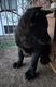 Zdjęcie oferty: Szczeniak, owczarek niemiecki użytkowy, krótkowłosy, cały czarny, ZHPR