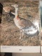 Zdjęcie oferty: W. Puchalski. Ptaki naszych pól, łąk i wód. Wyd I. 1979