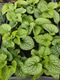 Zdjęcie oferty: Brunnera wielkolistna Aleksander's Great