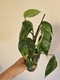 Zdjęcie oferty: EPIPREMNUM PINNATUM VARIEGATA, roślina kolekcjonerska