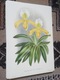 Zdjęcie oferty: Storczyki - Orchidee  reprint XIX w. grafik do aranżacji wnętrza