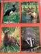 Zdjęcie oferty: D4707-D4718. POCZTÓWKI - „TAJEMNICE PUSZCZY - Fauna” - 12 szt. 