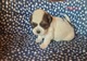 Zdjęcie oferty: Szczeniaki Shih tzu