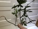 Zdjęcie oferty: Philodendron Filodendron Florida Green