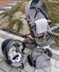 Zdjęcie oferty: Wózek stokke xplory 3w1