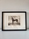 Zdjęcie oferty: Obraz rysunek postać konia w ramce (grafika Nr. 290 Paulus Potter)