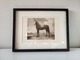Zdjęcie oferty: Obraz rysunek postać konia w ramce (grafika Nr. 290 Paulus Potter)