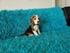 Zdjęcie oferty: BEAGLE- szczeniaki, po champ., ZKwP/ FCI