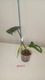 Zdjęcie oferty: Philodendron Floryda ghost 