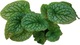 Zdjęcie oferty: Brunnera wielkolistna Aleksander's Great