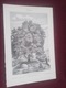Zdjęcie oferty: Drzewa  oryginalna XIX w. grafika do aranżacji