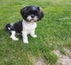 Zdjęcie oferty: Piesek rasy Shih tzu z rodowodem 