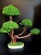 Zdjęcie oferty: Duże Drzewko Bonsai.Mech Chrobotek.Dekoracje Wnętrz. Prezent 