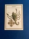 Zdjęcie oferty: D4741.  A.MACIEJEWSKI - POCZTÓWKA - „Znaki zodiaku - SKORPION ” - 1979 rok 