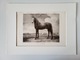 Zdjęcie oferty: Obraz rysunek postać konia w ramce (grafika Nr. 290 Paulus Potter)